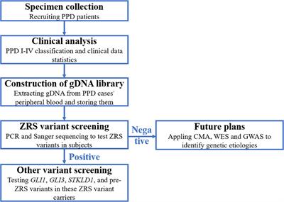 ZPA Regulatory Sequence Variants in Chinese Patients With Preaxial Polydactyly: Genetic and Clinical Characteristics